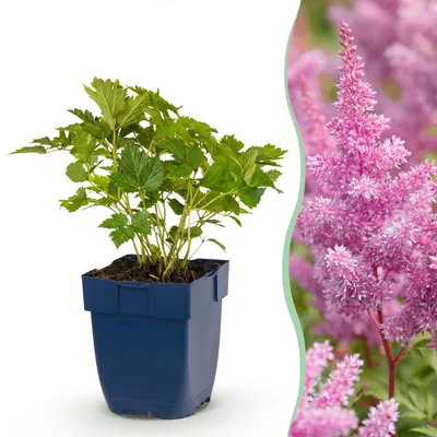 Image de Green boutiQ - Plante vivace - Astilbe chin. Pumila - Spiraea à plumes - Ombre - Violet - 24 plants - Pot de 11 cm - Hauteur 15-25 cm