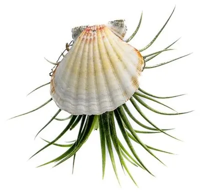 Produktbild von Gardners Muscheln mit Tillandsia ionantha
