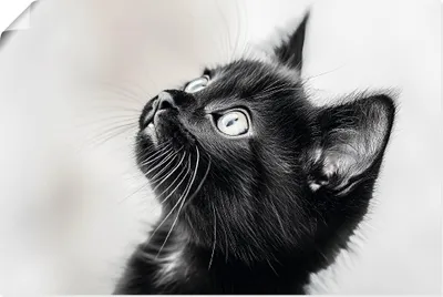 Produktbild von ARTland Poster Schwarze Katze Größe: 60x40 cm