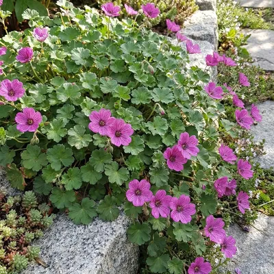 Produktbild von 6x Erodium variabile Bishops Form P9H20
