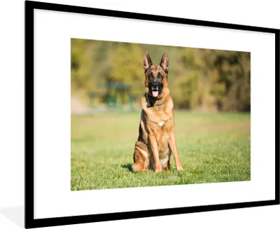 Produktbild von MuchoWow® Gerahmtes Poster Deutscher Schäferhund sitzt in der Sonne 90x60 cm - Poster mit Schwarzem Bilderrahmen Wandposter Rahmen Foto Bilder - Wanddekoration - Fotos