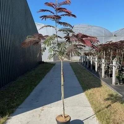 Immagine prodotto di Albizia julibrissin 'Evey's Pride' - Albero della seta (albero del sonno) | 120 cm in vaso