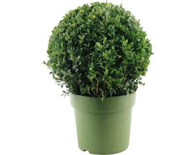 Obrázek produktu pro Zimostráz koule FloraSelf Buxus sempervirens průměr 28-30 cm květináč 4 l