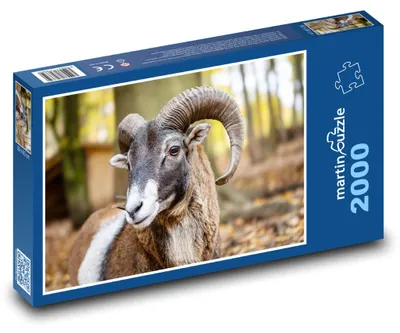 Obrázek produktu pro martinpuzzle - Puzzle 2000 - Muflon v lese