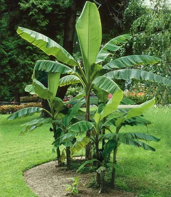 Produktbild von BALDUR Garten 2er Winterharte-Bananen-Kollektion, Pflanzen im Topf, Faserbanane Bananenbaum Musa basjoo Bananenpflanze, winterharte Staude, mehrjährig, Bananen-Früchte essbar