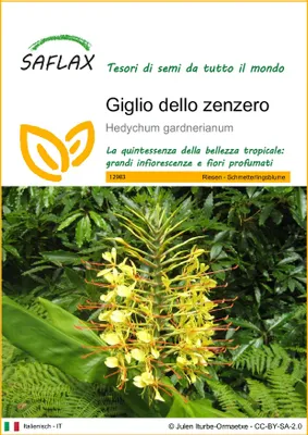 Immagine prodotto di SAFLAX - Giglio dello zenzero - 10 semi - Hedychum