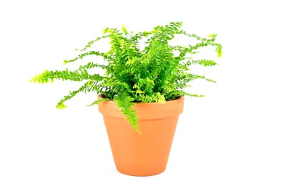 Obrázok produktu pre Gardners Nephrolepis exaltata, priemer 12-14 cm
