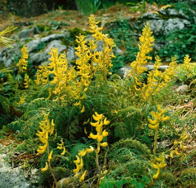 Produktbild von Corydalis cheilanthifolia, Gelber Lerchensporn, ca. 9x9 cm Topf