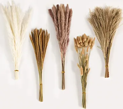 Produktbild von Pampasgras Trockenblumen Deko, 120 Stück Natürliche Braun Weiß Pampasgras Flauschige Wedel, Lagurus und Schilfblume Getrocknete Blumen für Boho Deko Wohnzimmer Schlafzimmer Gartenhaus Hochzeit