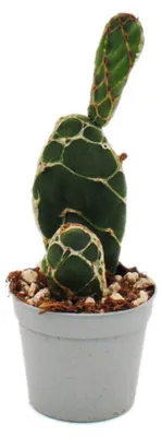 Produktbild von Kobra-Kaktus - Opuntia reticulata "Cobra" - augefallener Ohrenkaktus - 6,5cm Topf