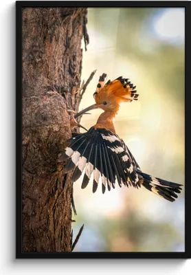 Produktbild von MuchoWow® MuchoWow® Gerahmtes Poster Vogel - Baum - Wald 60x90 cm - Poster mit zchwarzem Bilderrahmen - Kunst