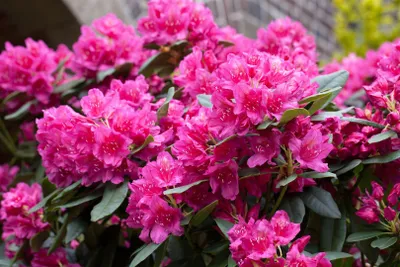 Zdjęcie produktu dla Rhododendron Hybr. 'Dr H. C. Dresselhuys', czerwony, 70-80 cm