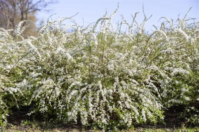 Produktbild von Spiraea thunbergii, Thunbergs Spiere, weiß, 10–15 cm