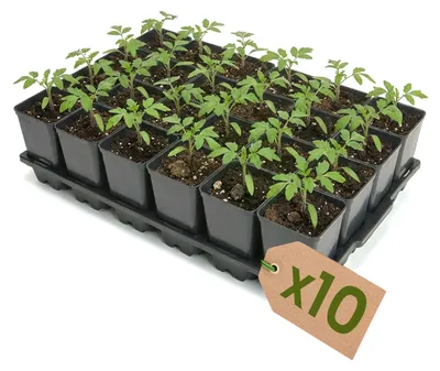 Image de Garronda, plateau de culture de 10 alvéoles pour pots de culture destinés à la serre (plateau de culture avec 24 pots de 0,8 l) GD-KW-T