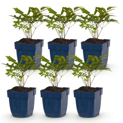 Zdjęcie produktu dla Astilbe Tricolour – spirea piórowata – cień – fioletowy – różowy – biały – 6 roślin - 15-25cm - Ø11cm - Roślina ogrodowa