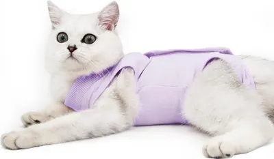 Produktbild von Dotoner Katzenbody Nach Op Anti-leckende für Katze Body Operation Haut-Krankheit Recovery Body Katze Kleidung Nach Kastration E-Halsband Alternative für Katzen Hunde (M, Lila)
