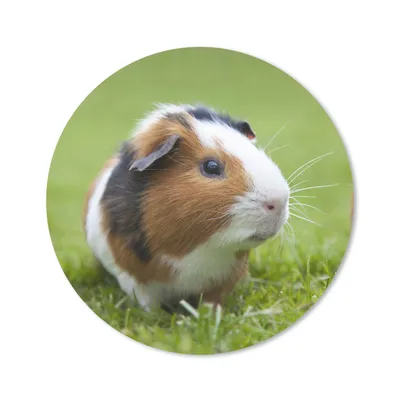 Produktbild von MuchoWow® Mauspad Mousepad Zwei Meerschweinchen 20x20 cm - Mousepads - Maus Mat - Pad - Mausunterlage - Schreibtischmatte