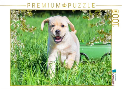 Produktbild von CALVENDO Puzzle Kleiner Welteroberer | 1000 Teile Lege-Größe 64x48cm Foto-Puzzle für glückliche Stunden