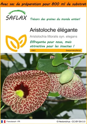 Image de SAFLAX Garden in the bag - Aristoloche élégante - 80 graines - Aristolochia