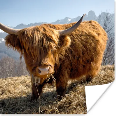 Produktbild von MuchoWow® Poster Schottischer Highlander - Berg - Schnee 75x75 cm - Wand Dekoration