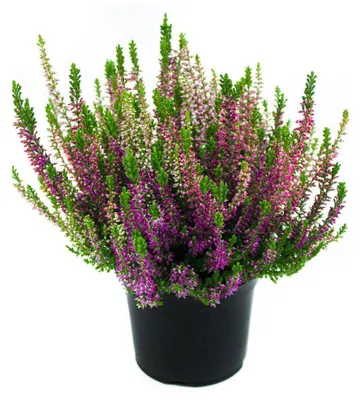 Produktbild von Enseleits Calluna vulgaris Trios Wildberry, Besenheide, Winterheide, Beauty Lady´s im Topf