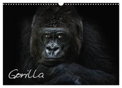 Immagine prodotto di Gorilla (calendario da parete 2027, formato DIN A3 orizzontale), calendario mensile CALVENDO