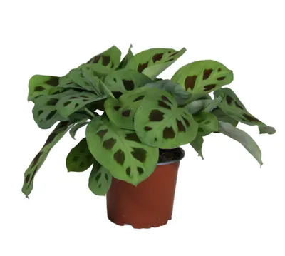 Produktbild von Maranta leucora 'Kerchoveana' 30cm Zimmerpflanze