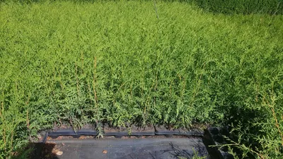 Produktbild von 200 Stück, 15-20cm, Topf 6cm, Lebensbaum Thuja occidentalis Brabant