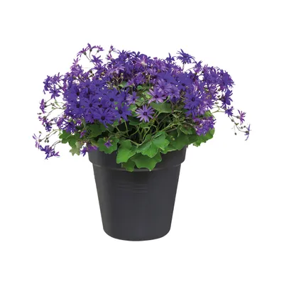 Obrázek produktu pro elho green basics growpot 13cm, Květináč, Volně stojící, Polypropylen (PP), Černá, Kulatý, Vnitřní/venkovní