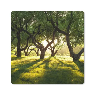 Produktbild von MuchoWow® Mauspad Mousepad Bäume - Natur - Sonne 20x20 cm - Mousepads - Maus Mat - Pad - Mausunterlage - Desk Mat - Bureauartikeln