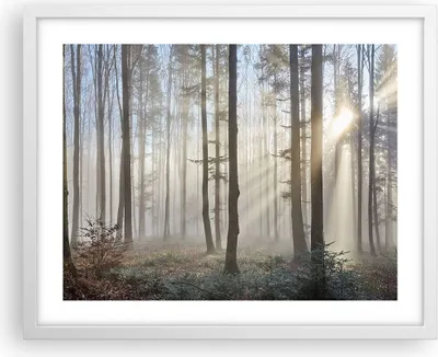 Produktbild von Gerahmtes Poster - Weißer Rahmen - Wald Baum Natur - 50x40 cm - Wand Bild - Wanddeko - Wandbilder - Kunstposter - Wandposter - Bilderrahmen - Bilder - Kunstdruck - Wandbild - P2WAA50x40-3749
