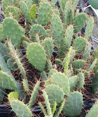 Image de Opuntia elatior