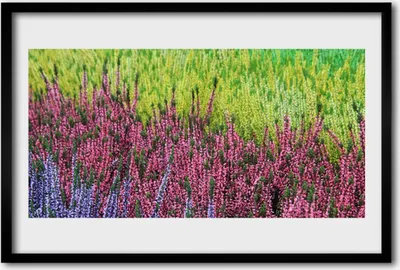 Produktbild von Bild 60x40 MDF-Rahmen Wandkunst Natur Blume Pflanze