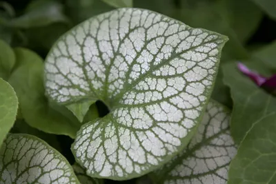 Produktbild von Brunnera macrophylla 'Jack Frost', Kaukasusvergissmeinnicht, ca. 11x11 cm Topf