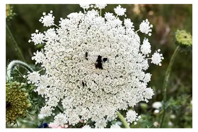 Produktbild von Echte Engelwurz (Angelica archangelica) - 50 Samen