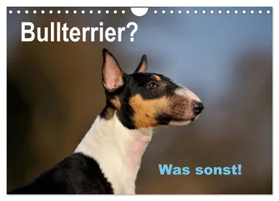 Produktbild von Bullterrier? Was sonst! (Wandkalender 2027 DIN A4 quer), CALVENDO Monatskalender