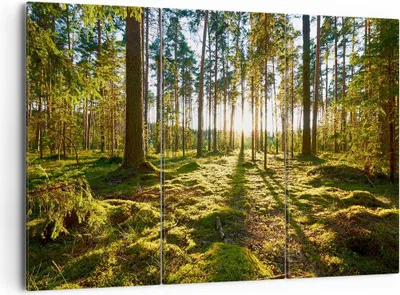 Produktbild von Bild auf Leinwand - Leinwandbild - Wald Baum Natur - 165x110cm - Wand Bild - Wanddeko - Wandbilder - Leinwanddruck - Bilder - Kunstdruck - Wanddekoration - Leinwand bilder - Wandkunst - CE165x110-3724