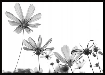 Produktbild von Bild Poster im Rahmen 53x73 cm Blumen P1057