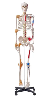Skelettmodell 182 cm, lebensgroß, PVC, beweglich, mit Muskelpunkten