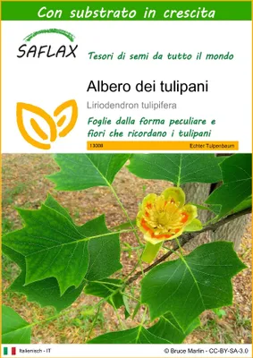 Immagine prodotto di SAFLAX  - Albero dei tulipani  - 20 semi - Con substrato - Liriodendron