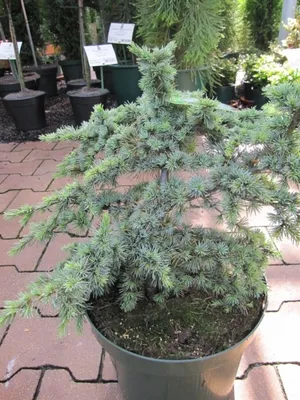 Produktbild von Cedrus atlantica Saphire Nymph - Atlas-Zeder Saphire Nymph - 30-40