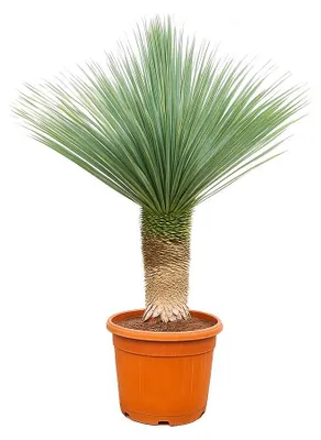 Obrázek produktu pro Palmová lilie Yucca Rostrata - 55cm květináč - výška cca 150-170 cm