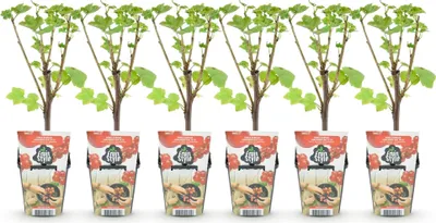 Produktbild von GreenboutiQ - Obstpflanzen - Rote Johannisbeere - Ribes rubrum Jonkheer van Tets - Winterhart - 6 Pflanzen - Topf 9 cm - Rote Johannisbeere