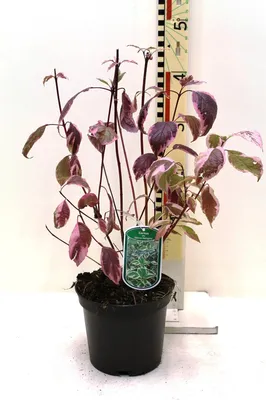 Produktbild von Weißbunter Sibirischer Hartriegel 60-80 cm - Cornus alba Sibirica Variegata - Heckenpflanze