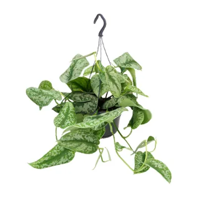 Produktbild von Efeutute Pictus Trebie - Ø15cm - ↕25cm - Ø15cm - ↕25cm