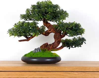 Obrázek produktu pro Pokojová dekorativní bonsai - crassula, výška 37 cm  (PN-70)