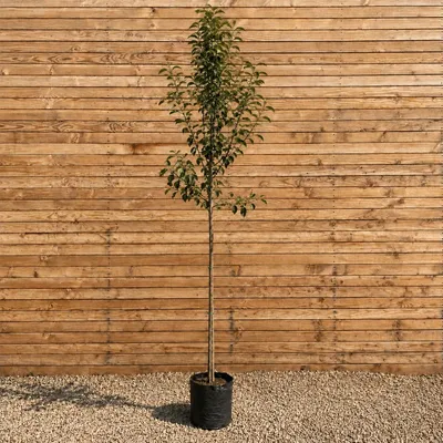 Produktbild von Apfelbaum Hochstamm Gravensteiner 200-250 cm, Stammumfang 6-8 cm - Malus domestica Hochstamm