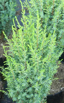Image de Genévrier à colonne Juniperus Communis 'Sentinel' 60 - 80 cm