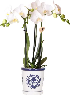 Immagine prodotto di Colibrì orchidea bianca Phalaenopsis orchidea Amabilis + Malaga vaso ornamentale blu dimensioni 9cm pianta da appartamento fiorita