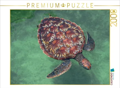 Produktbild von CALVENDO Puzzle Große Schildkröte 2000 Teile Puzzle quer | 2000 Teile Lege-Größe 90x67cm Foto-Puzzle für glückliche Stunden